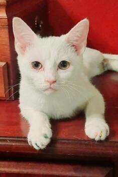 Sour Cream -  Domestic Short Hair Cat for Adoption in Columbia, South Carolina - Sour Cream | PetCurious