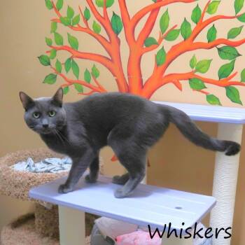 Domestic Short Hair Cats Available for Adoption - Whiskers | PetCurious