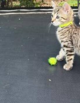 HOUDINI -  Domestic Short Hair Cat for Adoption in Charlotte, North Carolina - HOUDINI | PetCurious