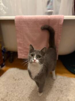 Domestic Short Hair Cats Available for Adoption in Chicago, Illinois - Florence | PetCurious