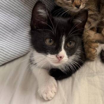 BEANS -  Domestic Short Hair Cat for Adoption in Mount Rainier, Maryland - BEANS | PetCurious