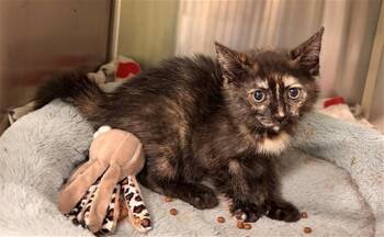 PEPPLE -  Domestic Short Hair Cat for Adoption in Rancho Cucamonga, California - PEPPLE | PetCurious