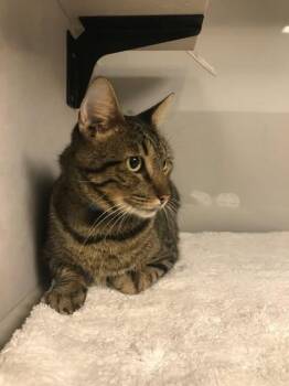 Amari -  Domestic Short Hair Cat for Adoption in Rosenberg, Texas - Amari | PetCurious