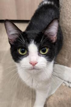 Bobby -  Domestic Short Hair Cat for Adoption in Dalton, Georgia - Bobby | PetCurious