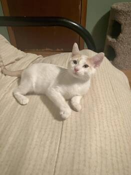 Gimley -  Domestic Short Hair and Tabby Cat for Adoption in Columbus, Minnesota - Gimley | PetCurious