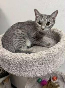 Tabby Cats Available for Adoption - BETSY ROSS | PetCurious