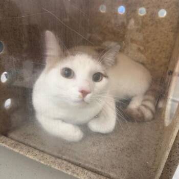 Jasmine Tea -  Domestic Short Hair Cat for Adoption in Philadelphia, Pennsylvania - Jasmine Tea | PetCurious