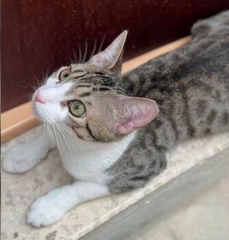 Rescue Domestic Short Hair Cats for Adoption in Naranjito, Naranjito - Brownie | PetCurious