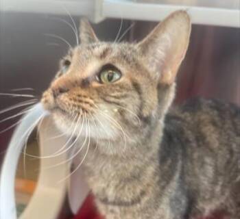 Domestic Short Hair Cats Available for Adoption in Westland, Michigan - Tilly Bean | PetCurious