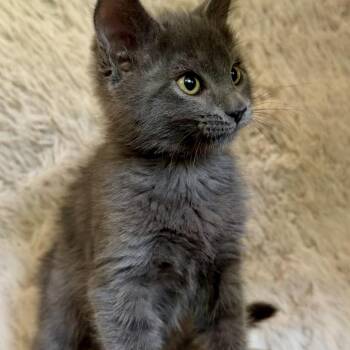 Ravioli -  Domestic Medium Hair Cat for Adoption in Belfair, Washington - Ravioli | PetCurious