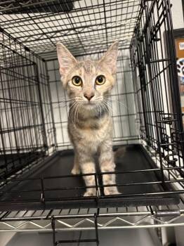 Dottie -  Dilute Tortoiseshell Cat for Adoption in Metter, Georgia - Dottie | PetCurious