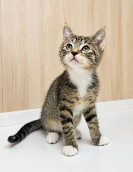 Jolly Rancher -  Domestic Short Hair and Tabby Cat for Adoption in Homer Glen, Illinois - Jolly Rancher | PetCurious
