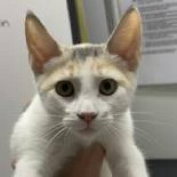 Domestic Short Hair Cats Available for Adoption - Sophie | PetCurious