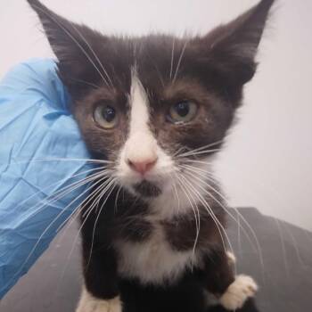 Water -  Domestic Short Hair Cat for Adoption in Spruce Pine, North Carolina - Water | PetCurious
