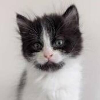 Domestic Short Hair Cats Available for Adoption in Charlottesville, Virginia - Duck Sauce | PetCurious