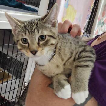 Rescue Domestic Short Hair Cats for Adoption in Camden, Delaware - Usher | PetCurious