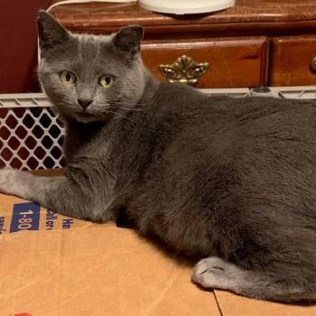 Rescue Domestic Short Hair Cats for Adoption in Charlotte, North Carolina - Mama Chloe | PetCurious