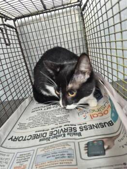 A812858 -  Domestic Short Hair Cat for Adoption in San Antonio, Texas - A812858 | PetCurious