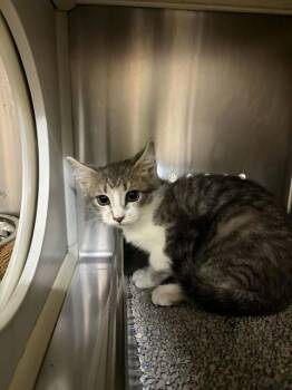 EMMA -  Domestic Short Hair Cat for Adoption in St. Peters, Missouri - EMMA | PetCurious