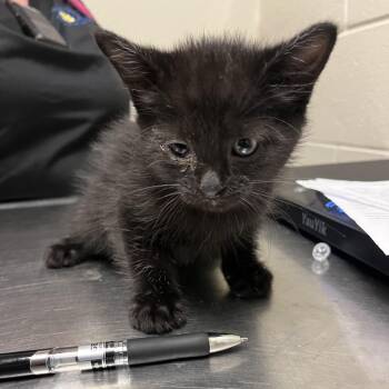 Phantom -  Domestic Short Hair Cat for Adoption in Bristol, Indiana - Phantom | PetCurious