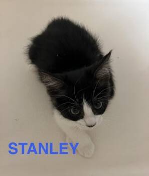 Stanley - The Office Litter -  Tuxedo Cat for Adoption in Anthem, Arizona - Stanley - The Office Litter | PetCurious