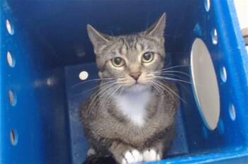 Domestic Short Hair Cats Available for Adoption - KIRA | PetCurious