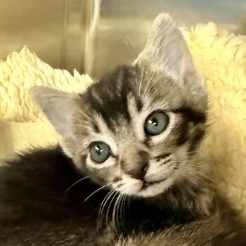 Cookies -  Domestic Short Hair Cat for Adoption in Palm Springs, California - Cookies | PetCurious