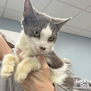 Domestic Short Hair Cats Available for Adoption - Sneakers | PetCurious