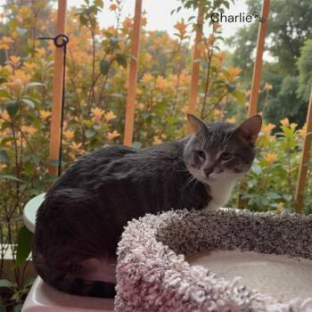 Charlie -  Domestic Short Hair Cat Available for Adoption in North Bergen, New Jersey - Charlie | PetCurious