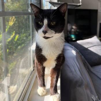 Rescue Domestic Short Hair Cats for Adoption in Rossville, Georgia - Hubert Jones | PetCurious