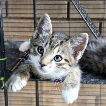 Milkyway -  Domestic Short Hair Cat for Adoption in Grantsville, Utah - Milkyway | PetCurious