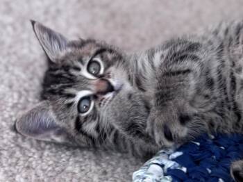 Tandoori -  Tabby Cat for Adoption in Powell, Ohio - Tandoori | PetCurious