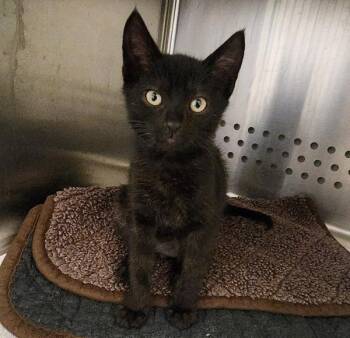 Slate -  Domestic Short Hair Cat for Adoption in Dublin, California - Slate | PetCurious