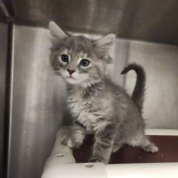 Steel -  Domestic Short Hair Cat for Adoption in Fort Wayne, Indiana - Steel | PetCurious