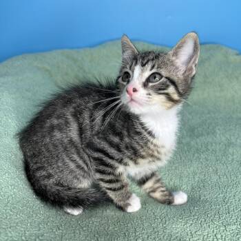 Altair -  Domestic Short Hair Cat for Adoption in San Antonio, Texas - Altair | PetCurious