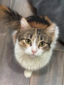 Calico and Domestic Medium Hair Cats Available for Adoption in San Antonio, Texas - Jewel  | PetCurious