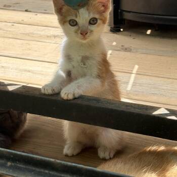 Captain Crunch -  Domestic Short Hair and Extra Toes Cat Hemingway Polydactyl Cat for Adoption in Hickory, North Carolina - Captain Crunch | PetCurious