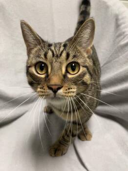 Simon -  Domestic Short Hair Cat for Adoption in Jackson, Michigan - Simon | PetCurious