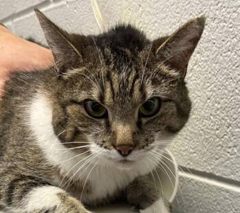 Domestic Short Hair Cats Available for Adoption in Golden, Colorado - Marriott | PetCurious