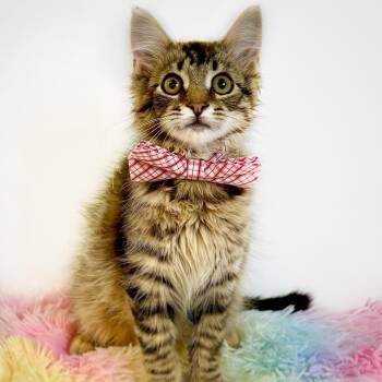 Trucker -  Domestic Medium Hair Cat for Adoption in Watertown, Wisconsin - Trucker | PetCurious