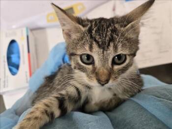 Rescue Domestic Short Hair Cats for Adoption in Hagerstown, Maryland - MORADO | PetCurious