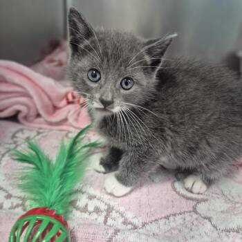 Finch -  Domestic Short Hair Cat for Adoption in Newark, New Jersey - Finch | PetCurious