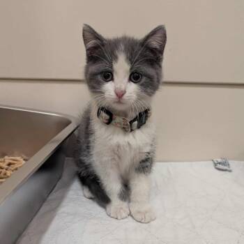 Rescue Domestic Short Hair Cats for Adoption in La Grange, Kentucky - Morgana | PetCurious