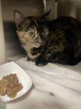 Domestic Short Hair Cats Available for Adoption in Derwood, Maryland - AMARYLLIS | PetCurious