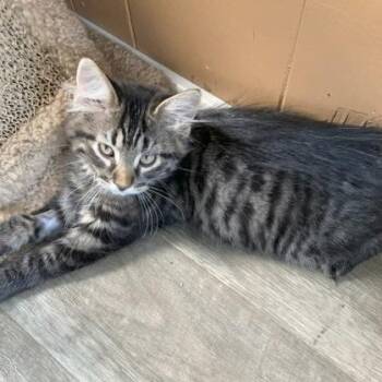 Riley -  Domestic Medium Hair Cat for Adoption in Rochester, Minnesota - Riley | PetCurious