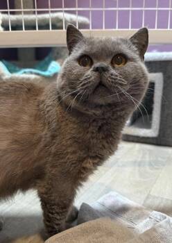 Zeus -  British Shorthair Cat for Adoption in Vancouver, Washington - Zeus | PetCurious