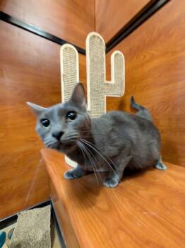 Grayson -  Domestic Short Hair Cat for Adoption in Rowlett, Texas - Grayson | PetCurious