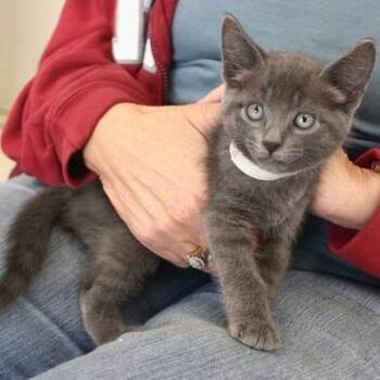 Enzo -  Domestic Short Hair Cat for Adoption in Birmingham, Alabama - Enzo | PetCurious