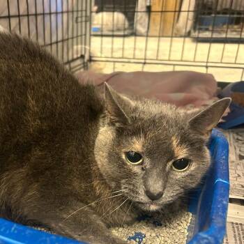 Rescue Dilute Tortoiseshell Cats for Adoption in Muncie, Indiana - Kiara | PetCurious