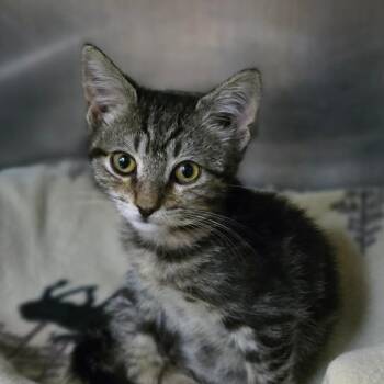 Maki -  Domestic Short Hair Cat for Adoption in San Jacinto, California - Maki | PetCurious